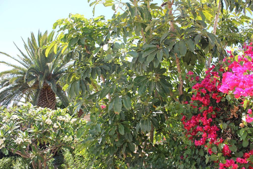 Casa Rural Anton Piche With Pool-Adults Only Granadilla De Abona Bagian luar foto
